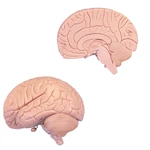 
                                        CEREBRO PARA ESTUDOS INTRODUTORIOS 2 PARTES 3B SCIENTIFIC