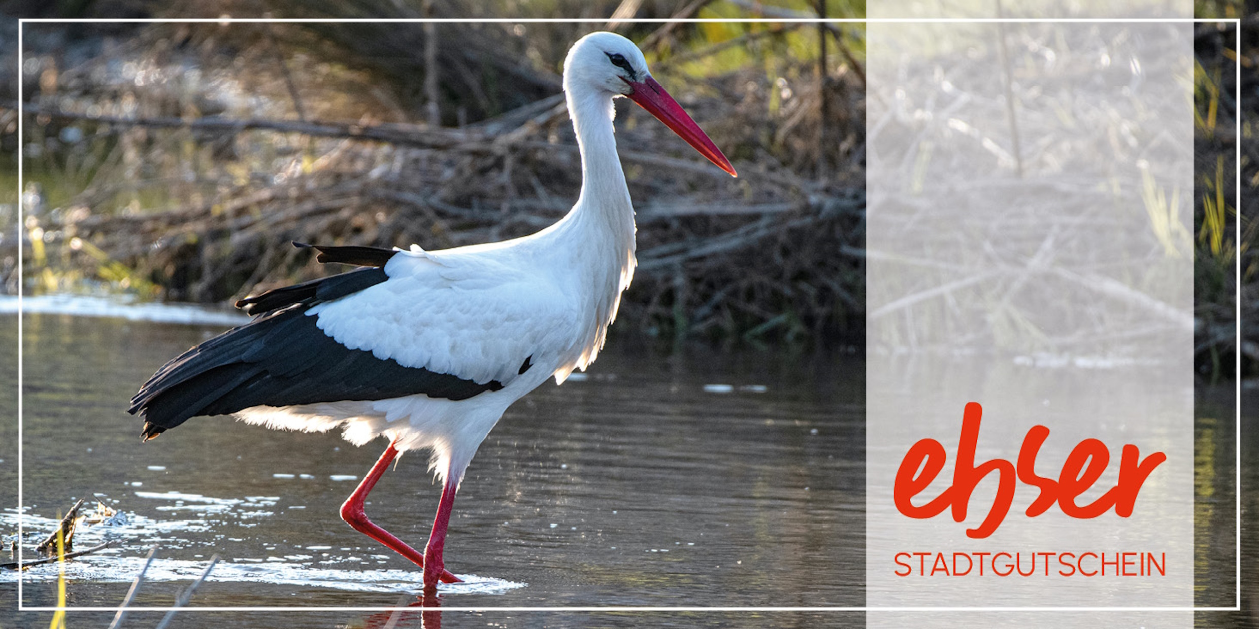 Storch-Frühling-Sommer