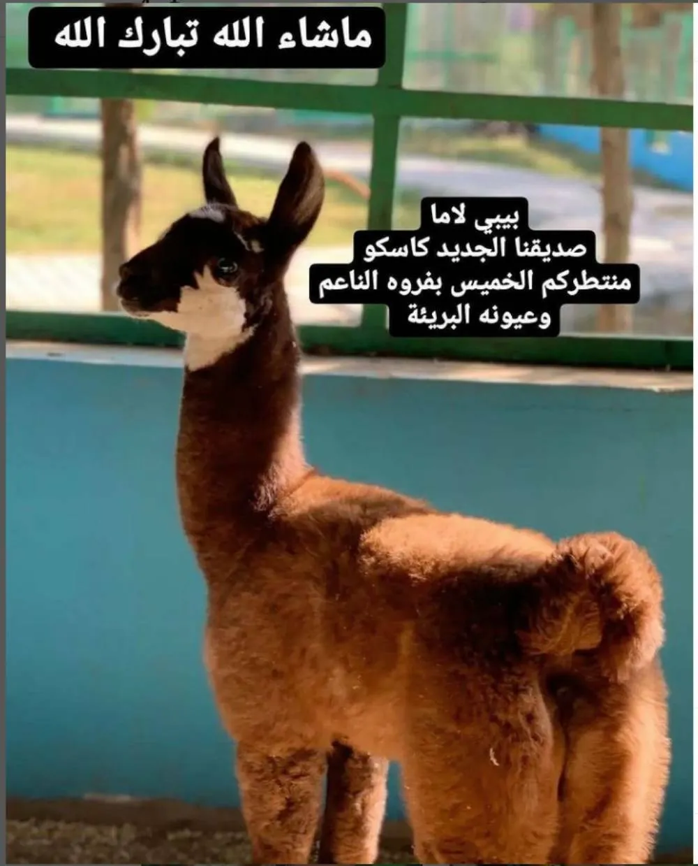 مزرعة جرين لاند 4