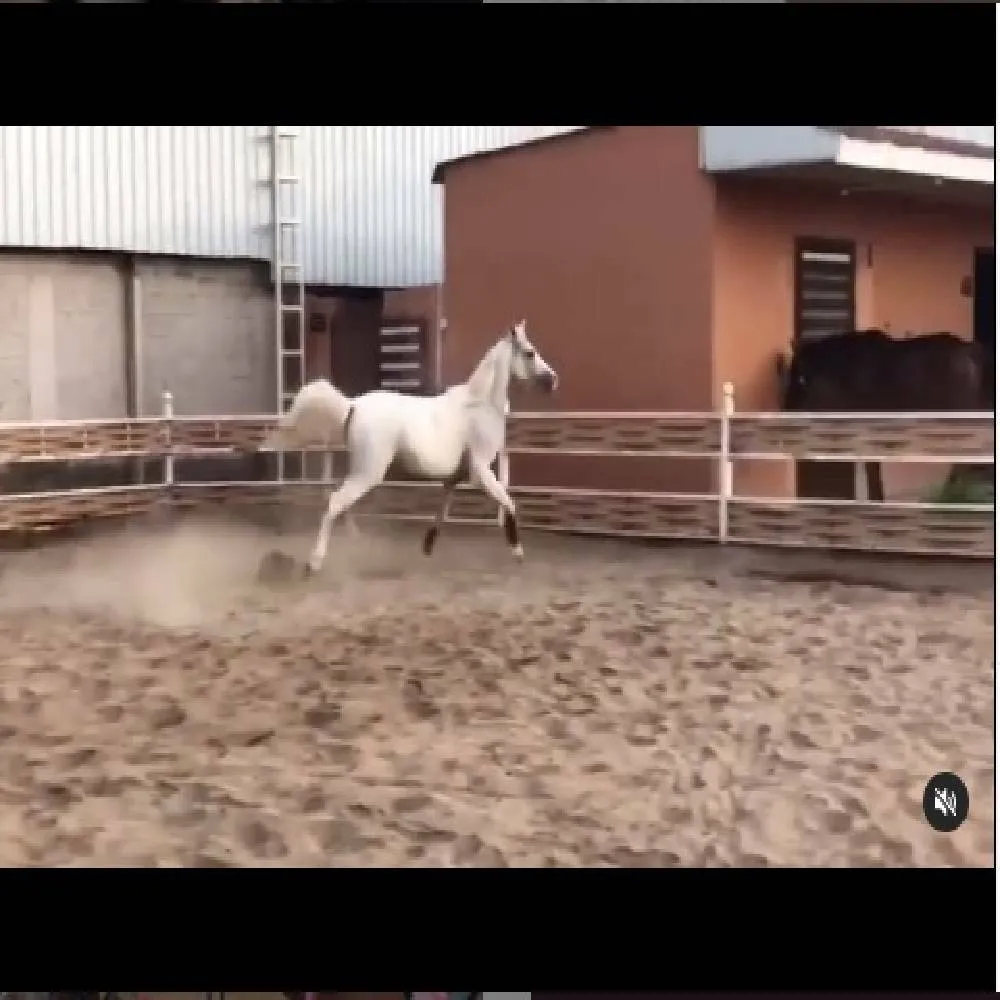 نادي مهرة لفروسية السيدات 3
