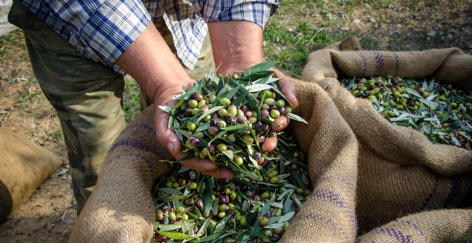 Olives gathering