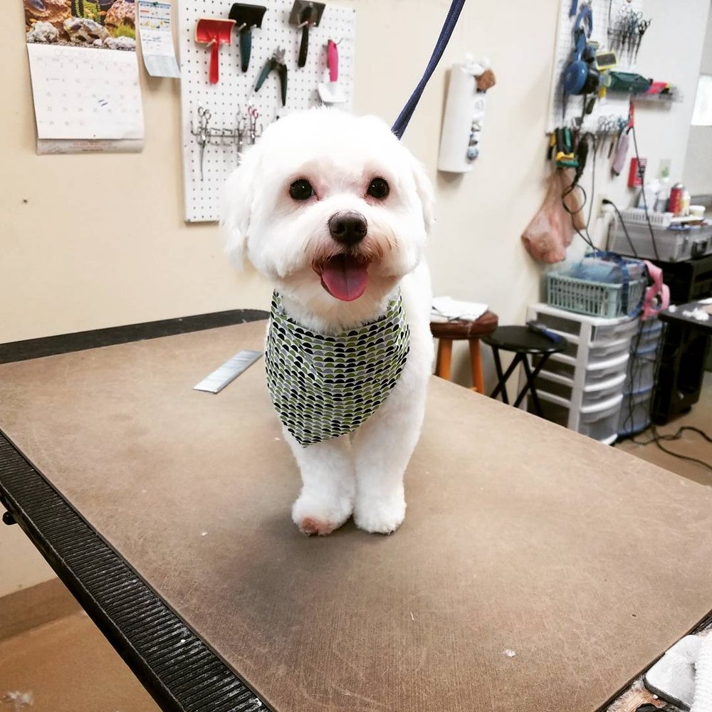 classy paws grooming salon