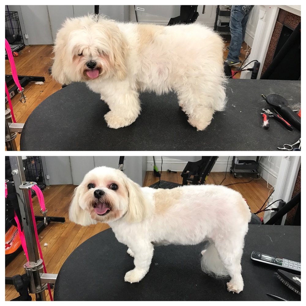 pawsh mobile grooming cape cod