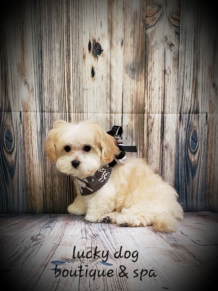 lucky dog boutique