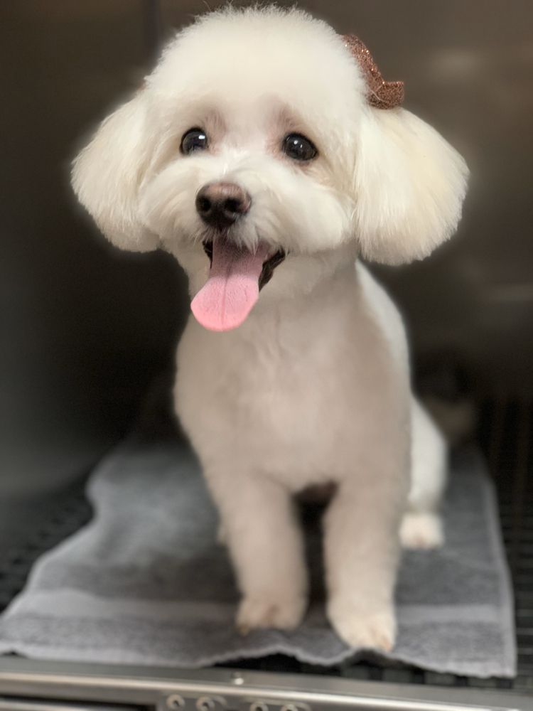 Lazy Daisy Dog Grooming 2025