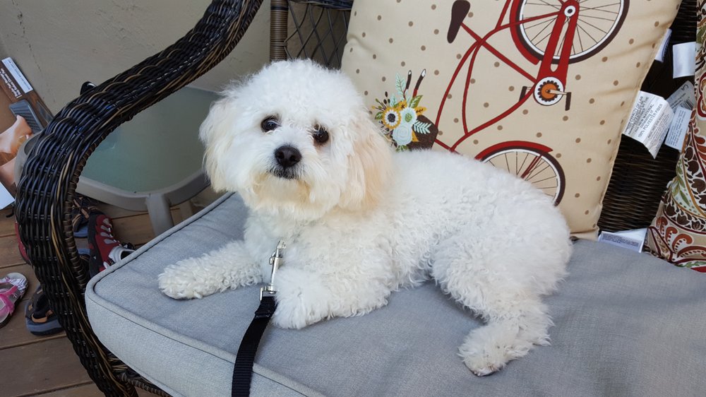An Jan Feed Pet Supply Dog Training San Jose Ca Barxie
