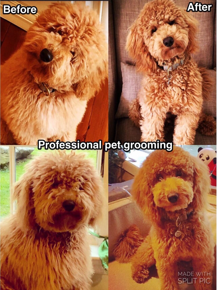 Happy Tails Grooming Salon Pet Grooming Irvington Ny Barxie