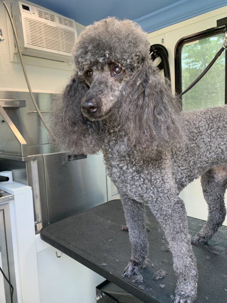 Dog Grooming Shallowford Rd Marietta Ga