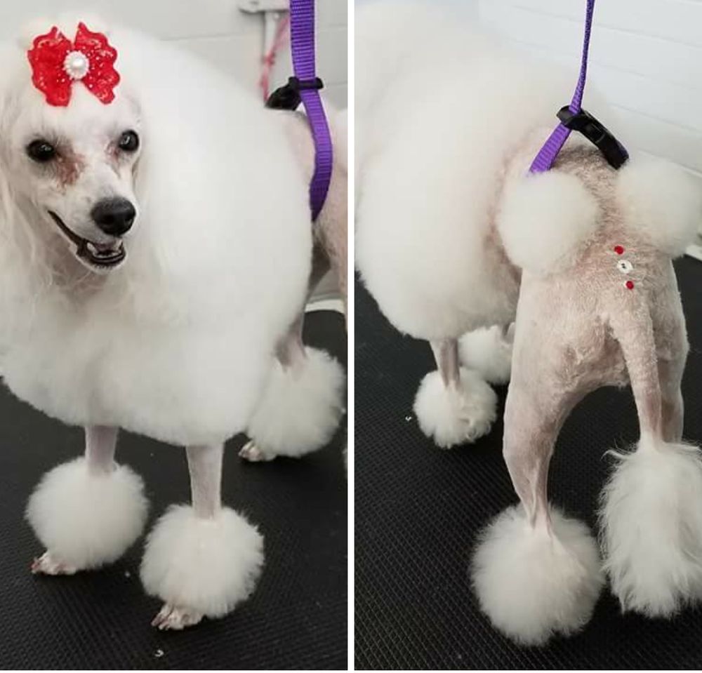 bubbles and bows grooming salon