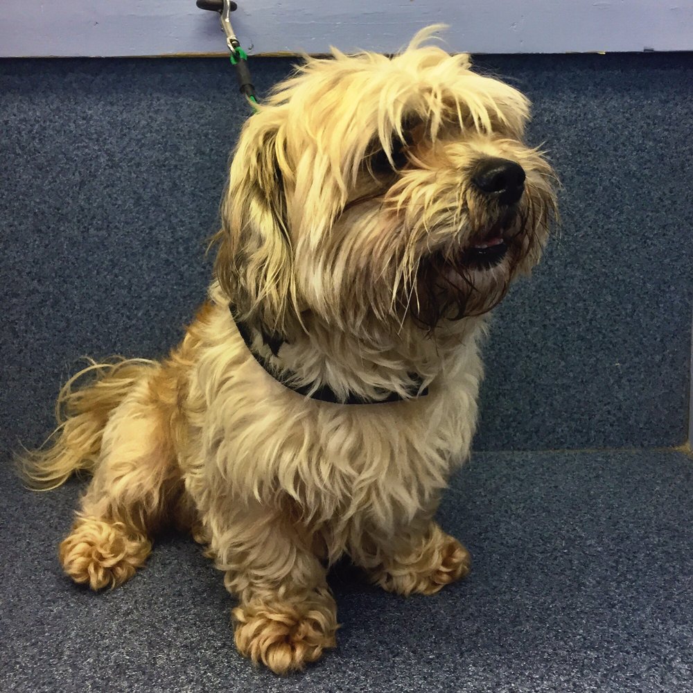 american dog grooming