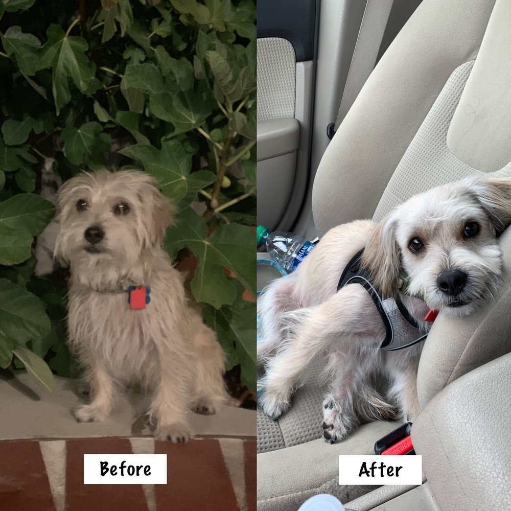 Foxy Roxy Dog Groomer 2025