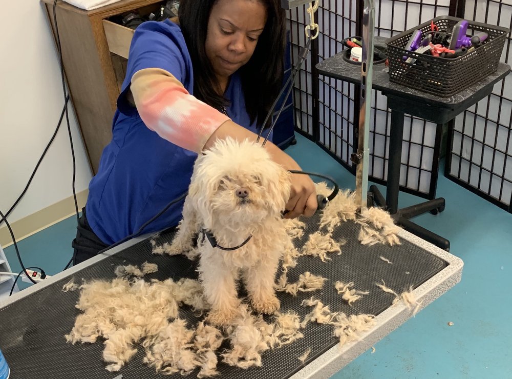 Doggie Bath House, Pet Sitting 