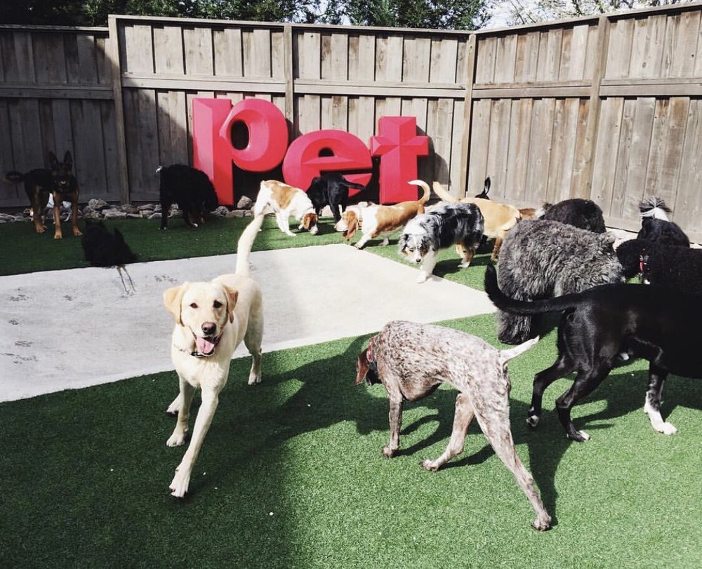 ruff doggy day care