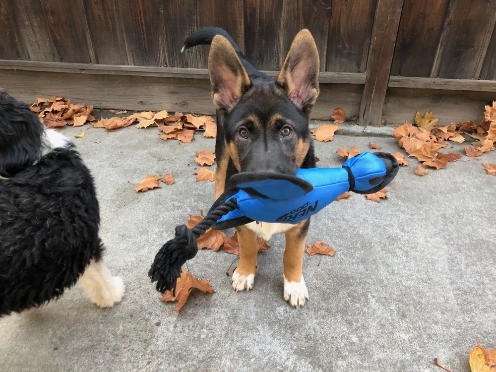 An Jan Feed Pet Supply Dog Training San Jose Ca Barxie