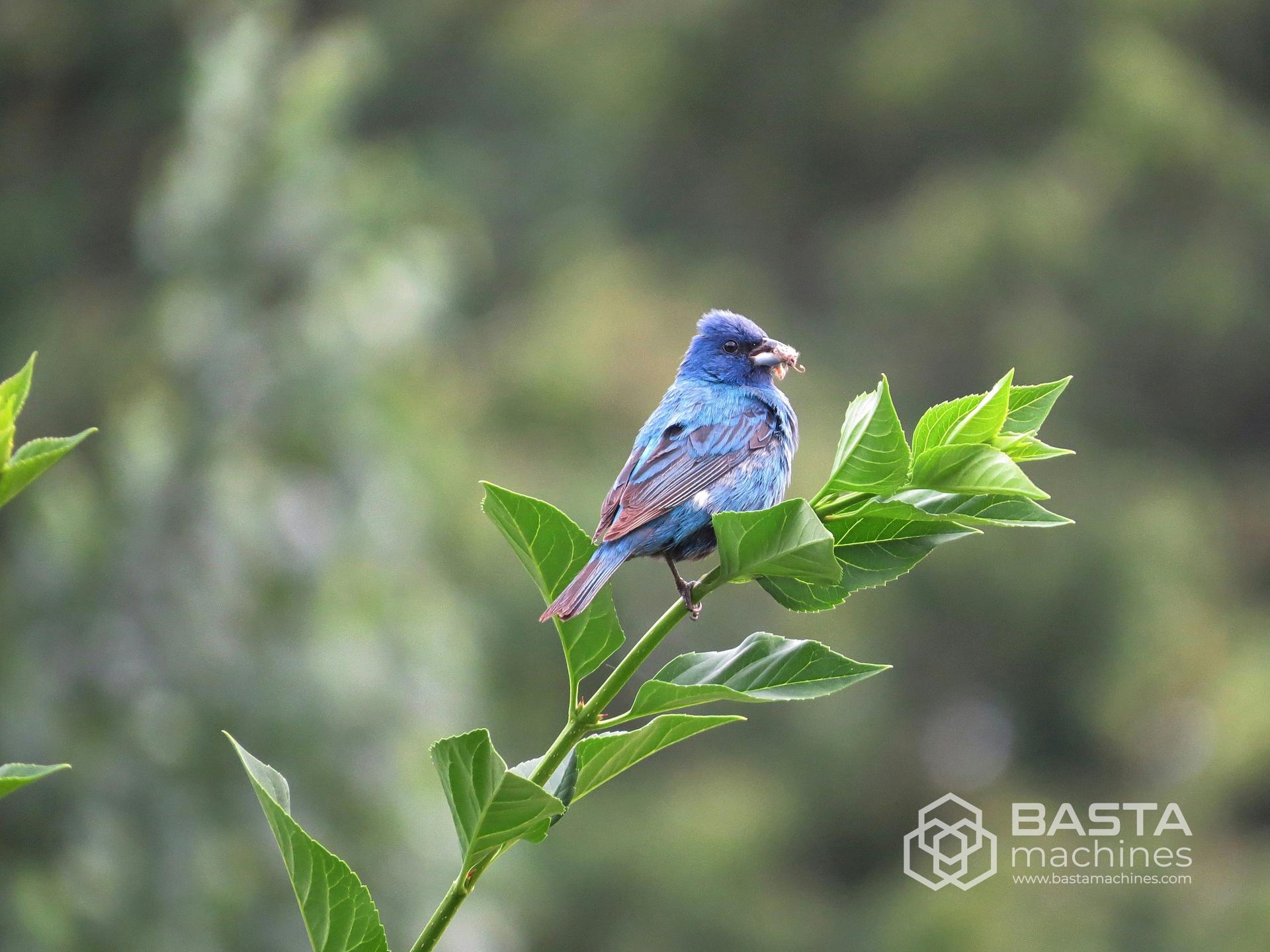 Corellian Perf test 1 (2000)