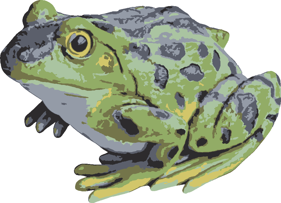 Frog stencil, painted in 7 colors