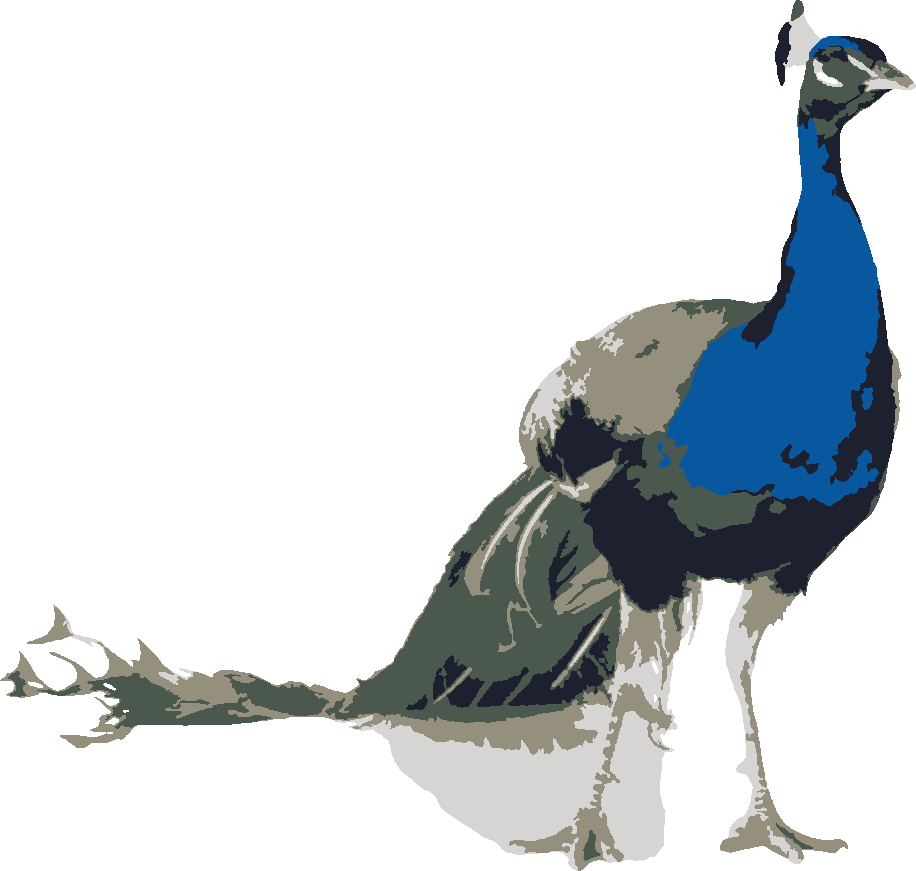 Peacock – Profile, Tail Down stencil, painted in 5 colors