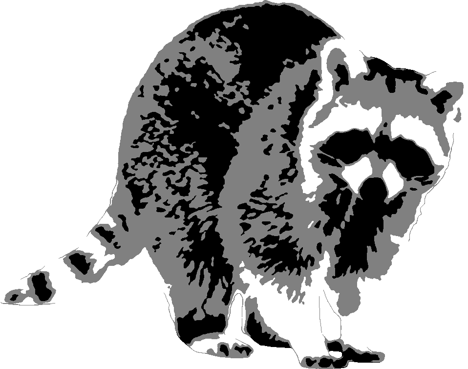 Raccoon stencil, painted in 3 grays
