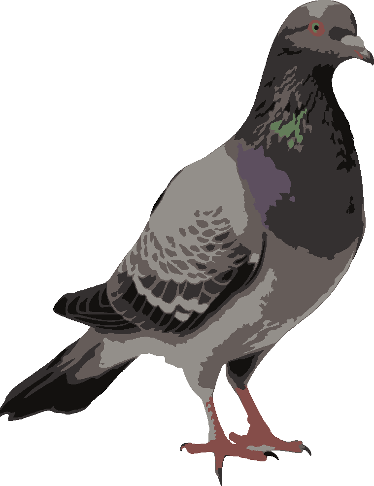 Pigeon stencil, painted in 7 colors