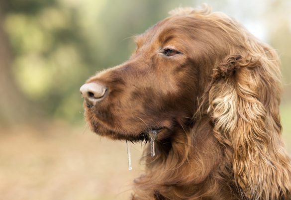 17++ Cara menghilangkan najis anjing di pakaian information