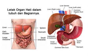 letak organ hati