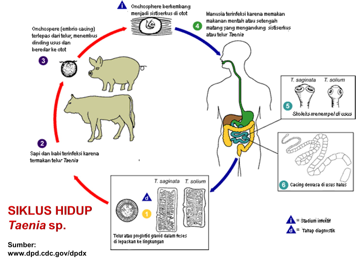 6 Daur  Hidup  Cacing Pita dan Keterangannya DosenBiologi com