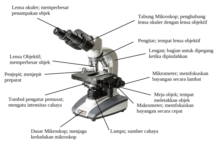 15 Bagian Bagian Mikroskop dan Fungsinya DosenBiologi com