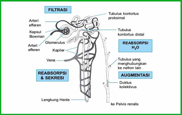 3 Proses Pembentukan Urine Pada Manusia