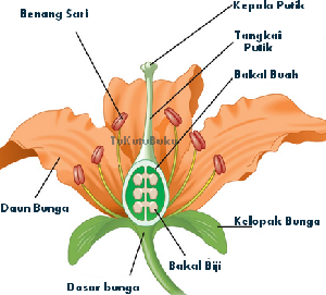 12 Ciri  Ciri  Bunga  Sempurna dan Tidak Sempurna 