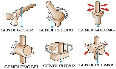  Macam  Macam  Sendi dan Contohnya DosenBiologi com