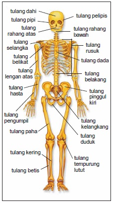 Sistem Rangka Manusia  Fungsi dan Contohnya  DosenBiologi.com