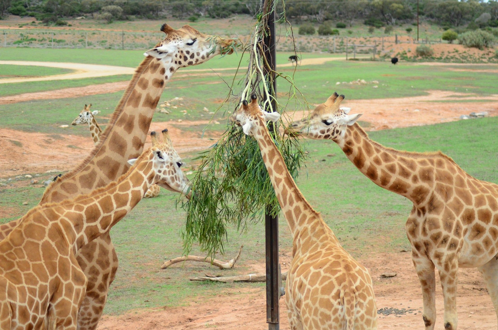 Adelaide Zoo