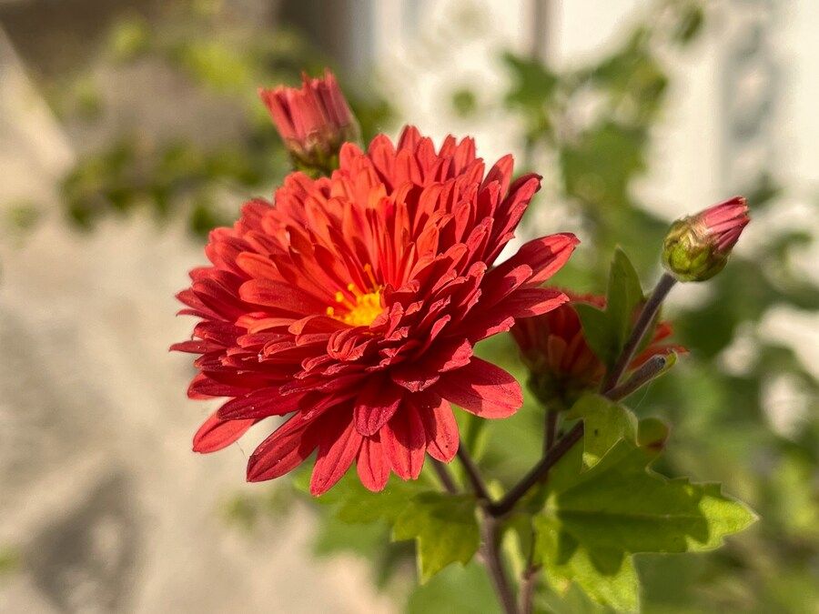 Bunga Krisan-Chrysanthemum