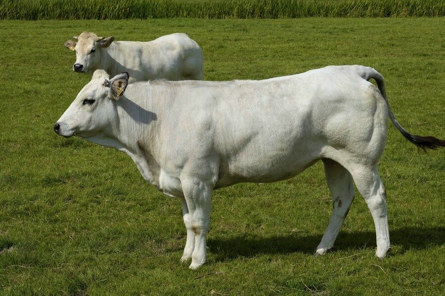 Sapi Putih-Cow
