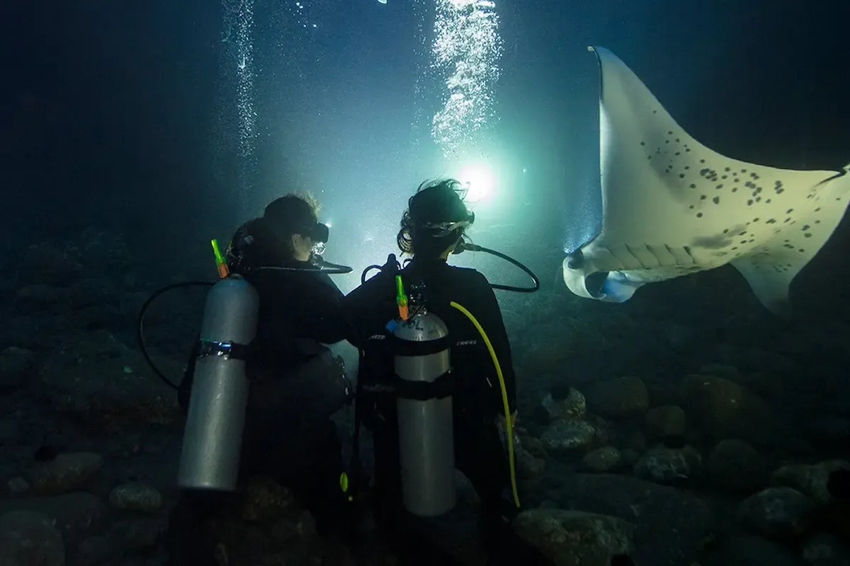 Why Do Divers Dive at Night