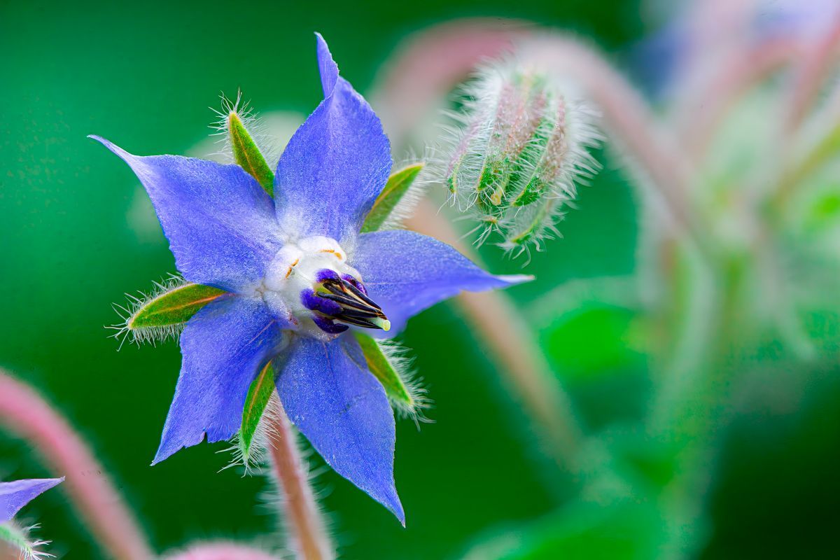 bunga borage