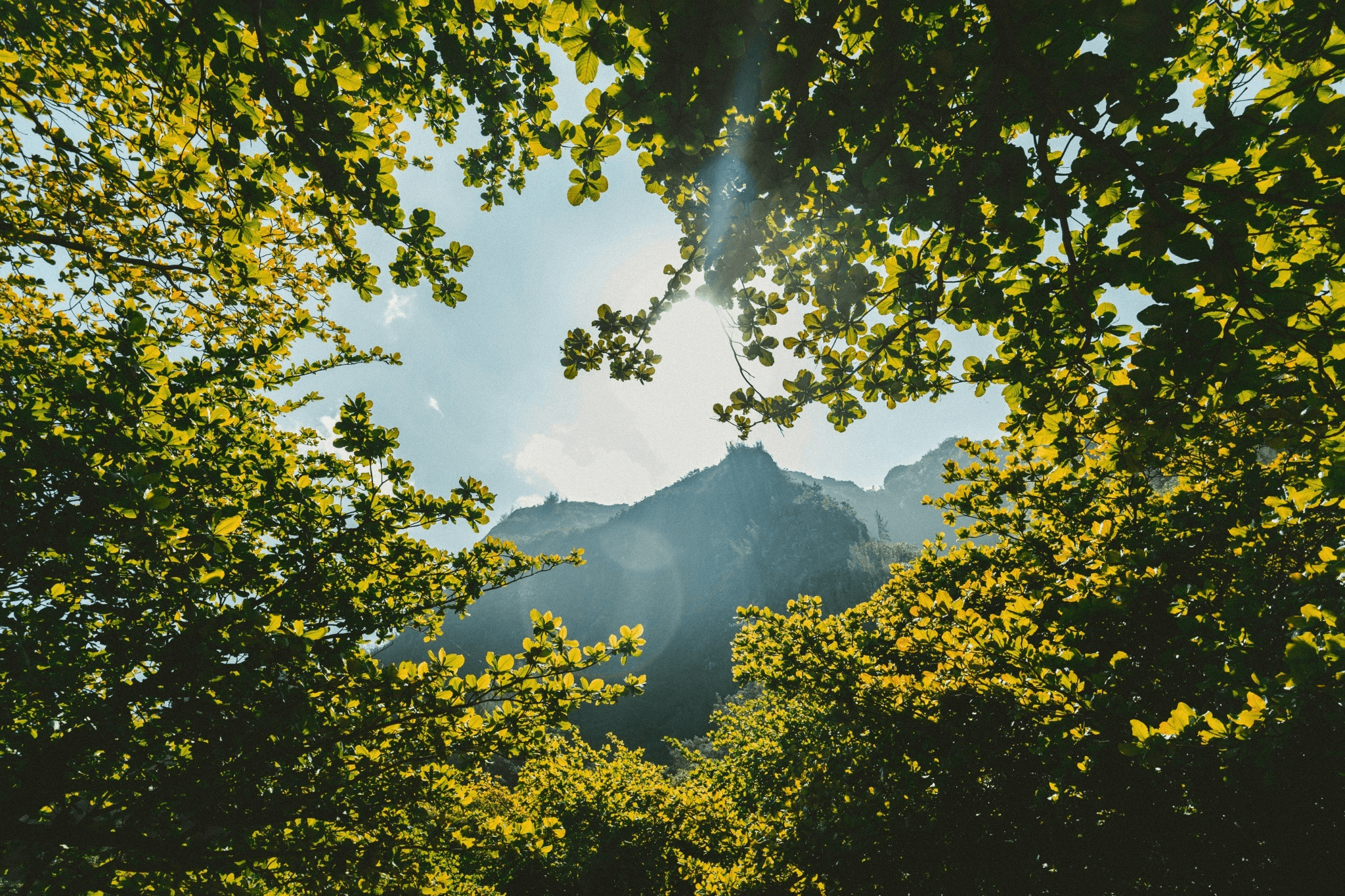 Enjoy a Peaceful Nature Escape-hutan-daun