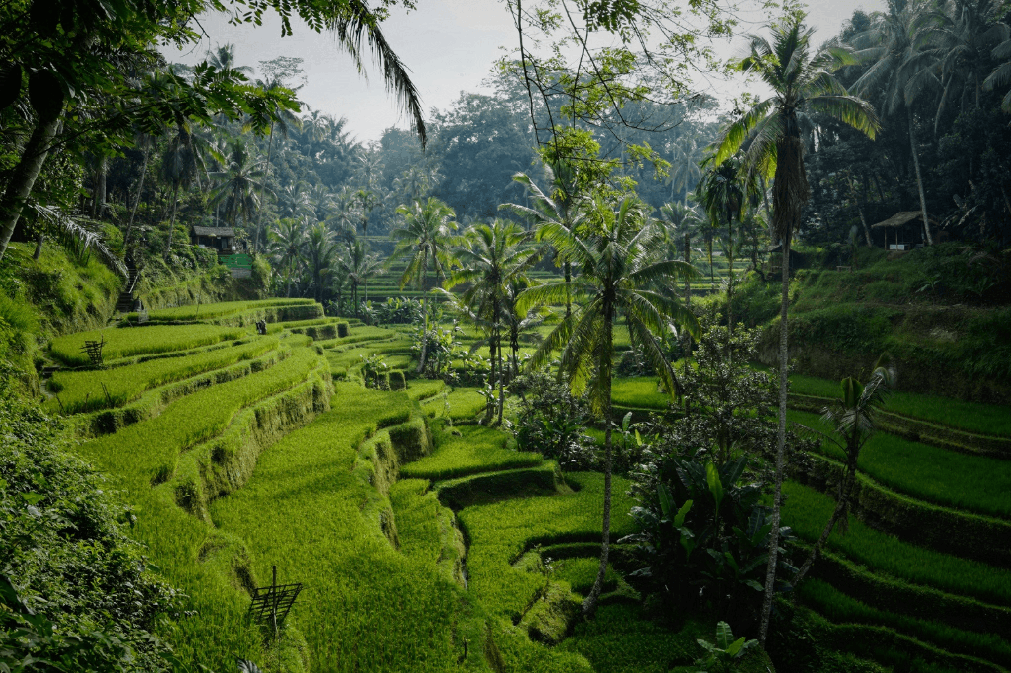 Ubud-Bali