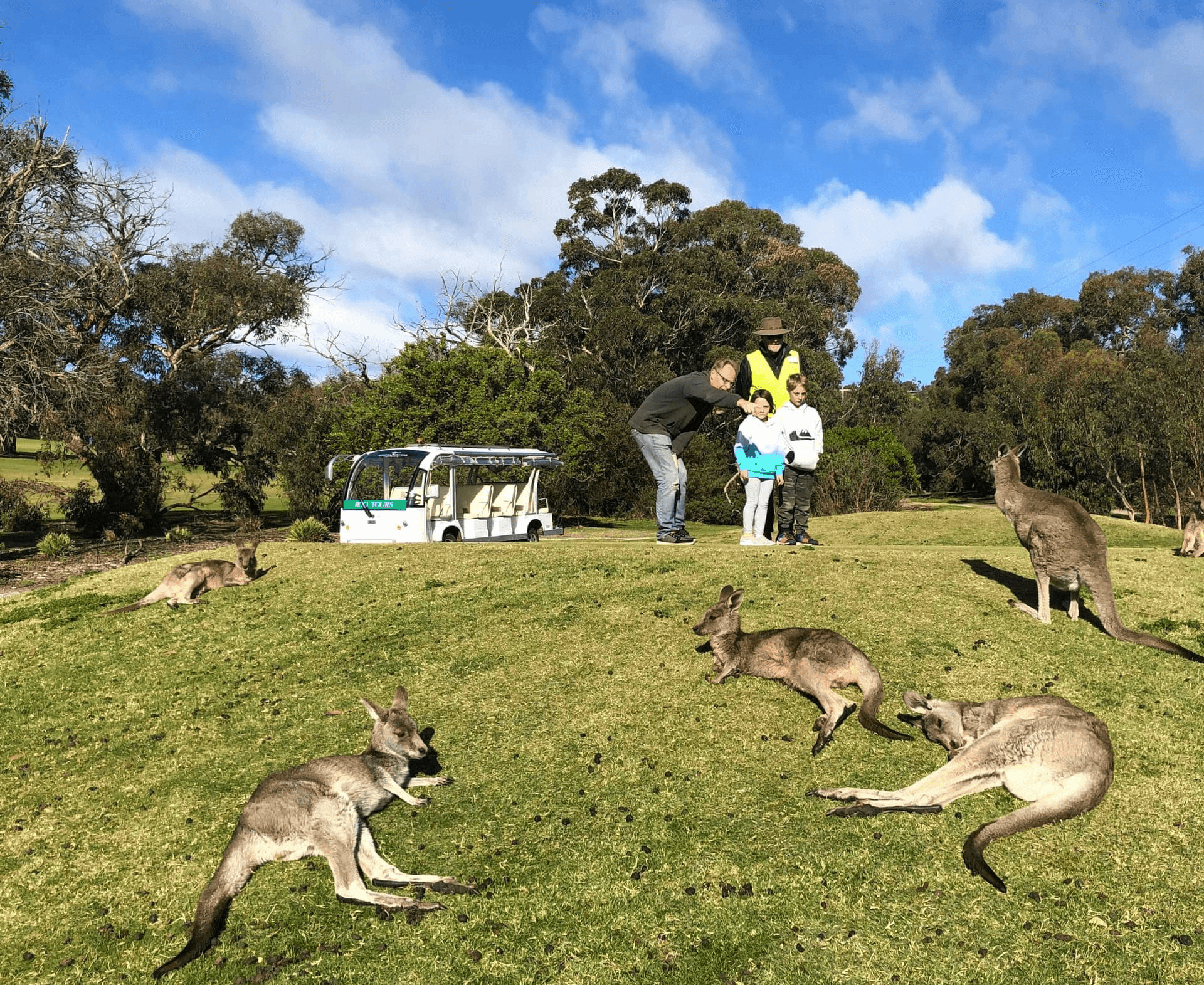 Visit the Anglesea Golf Club Kangaroos-kangguru