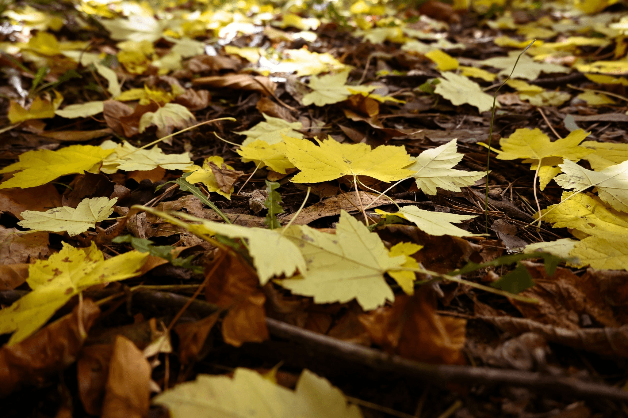 Best Time to Visit Booloumba Creek-Daun-Hutan