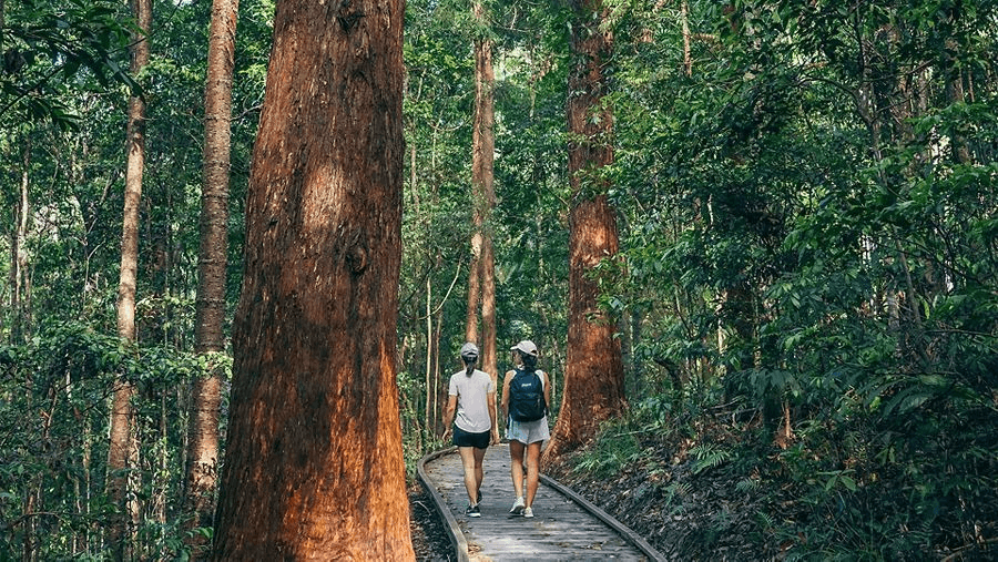 Experience the Beauty of Conondale National Park-treking-jalan-hiking