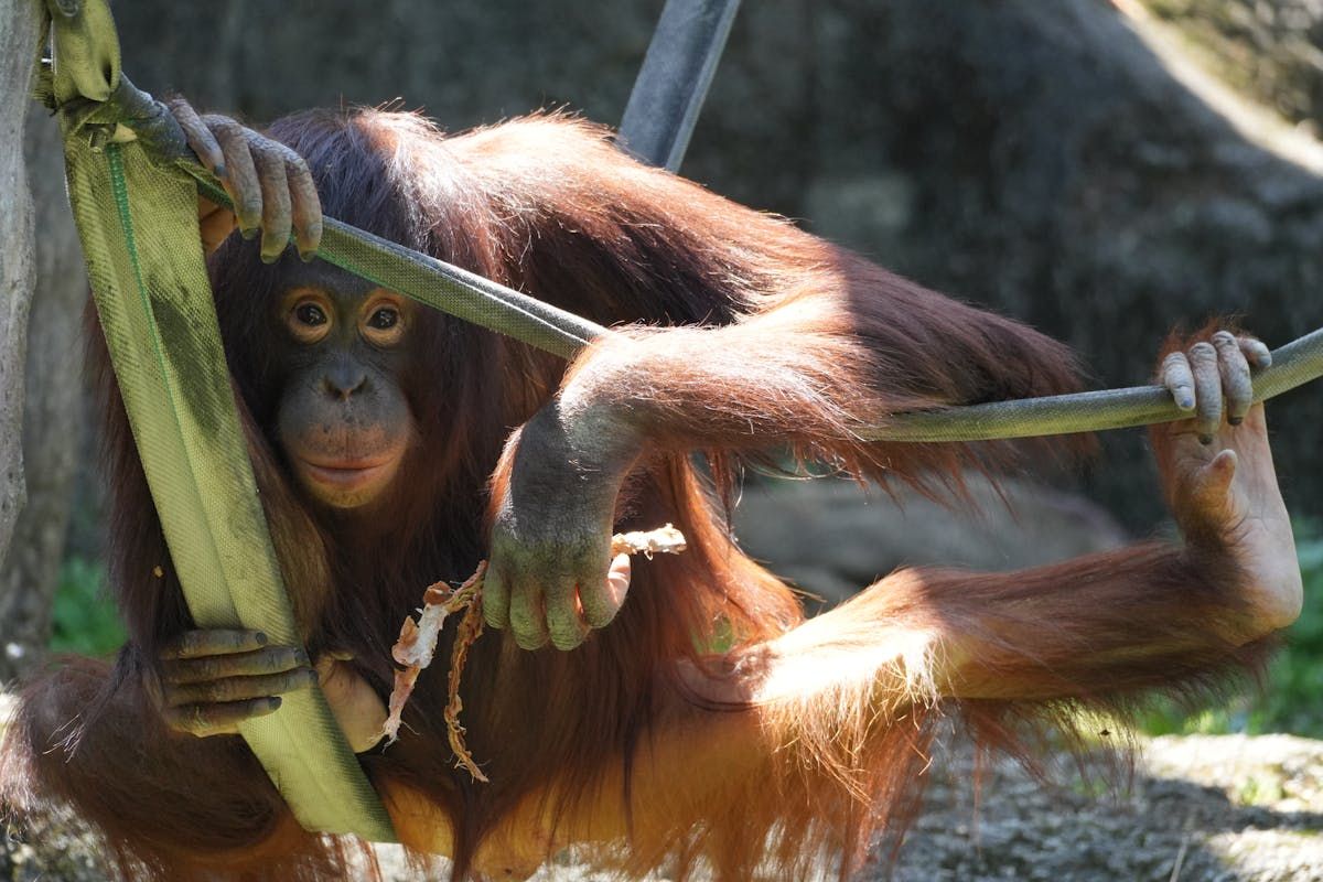 orangutan tanjung puting.jpg