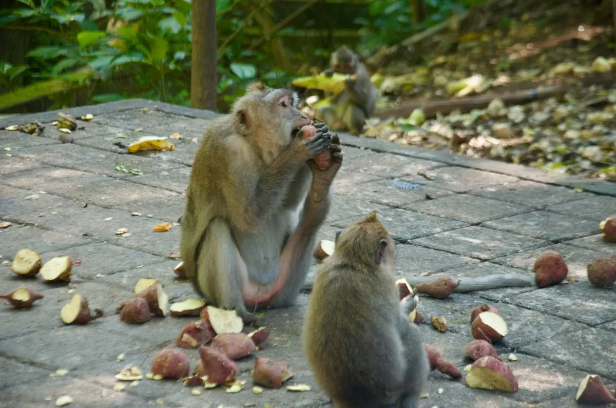 ubud monkey forest