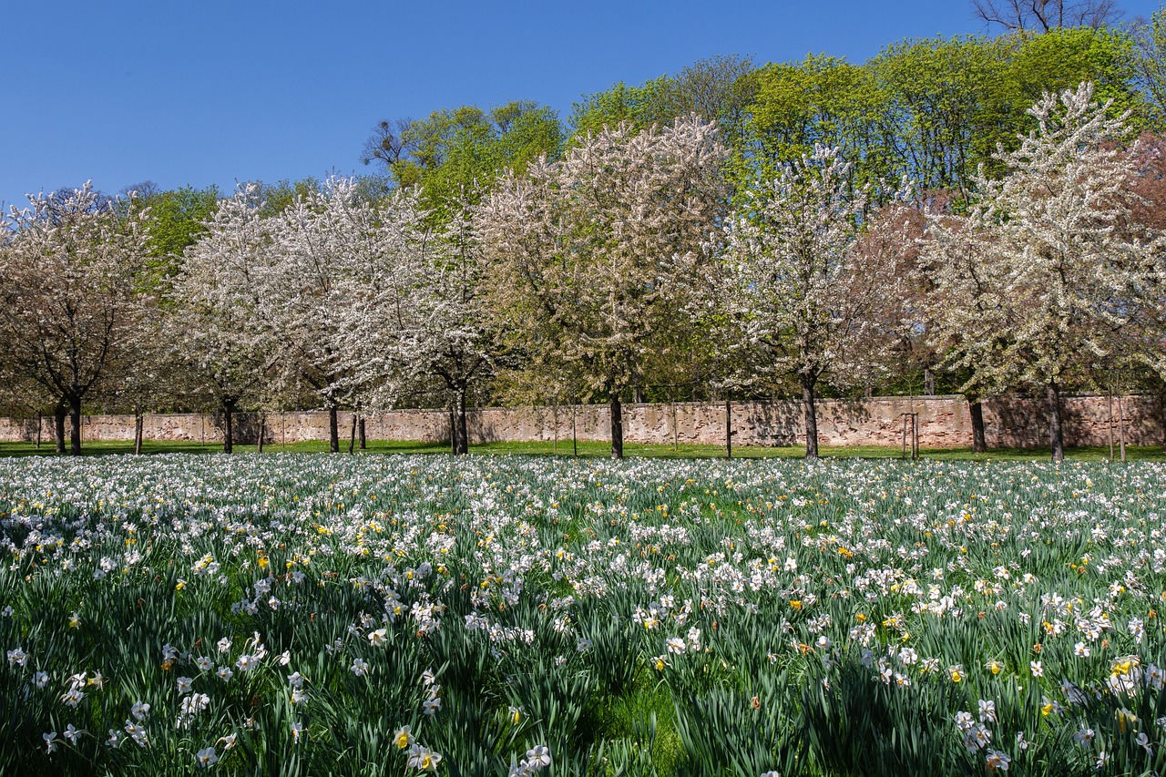 5 Days of Discovery in Schwetzingen