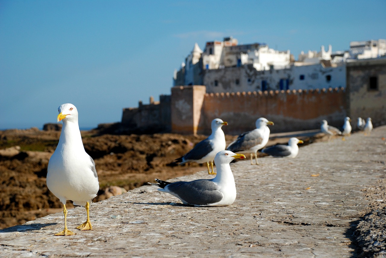 Essaouira Adventure: 5 Days of Exploration