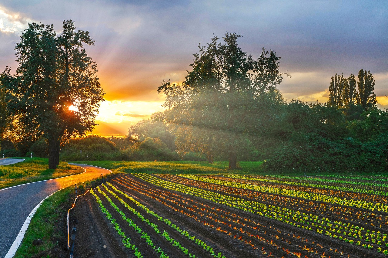 1-Day Vegetable Adventure