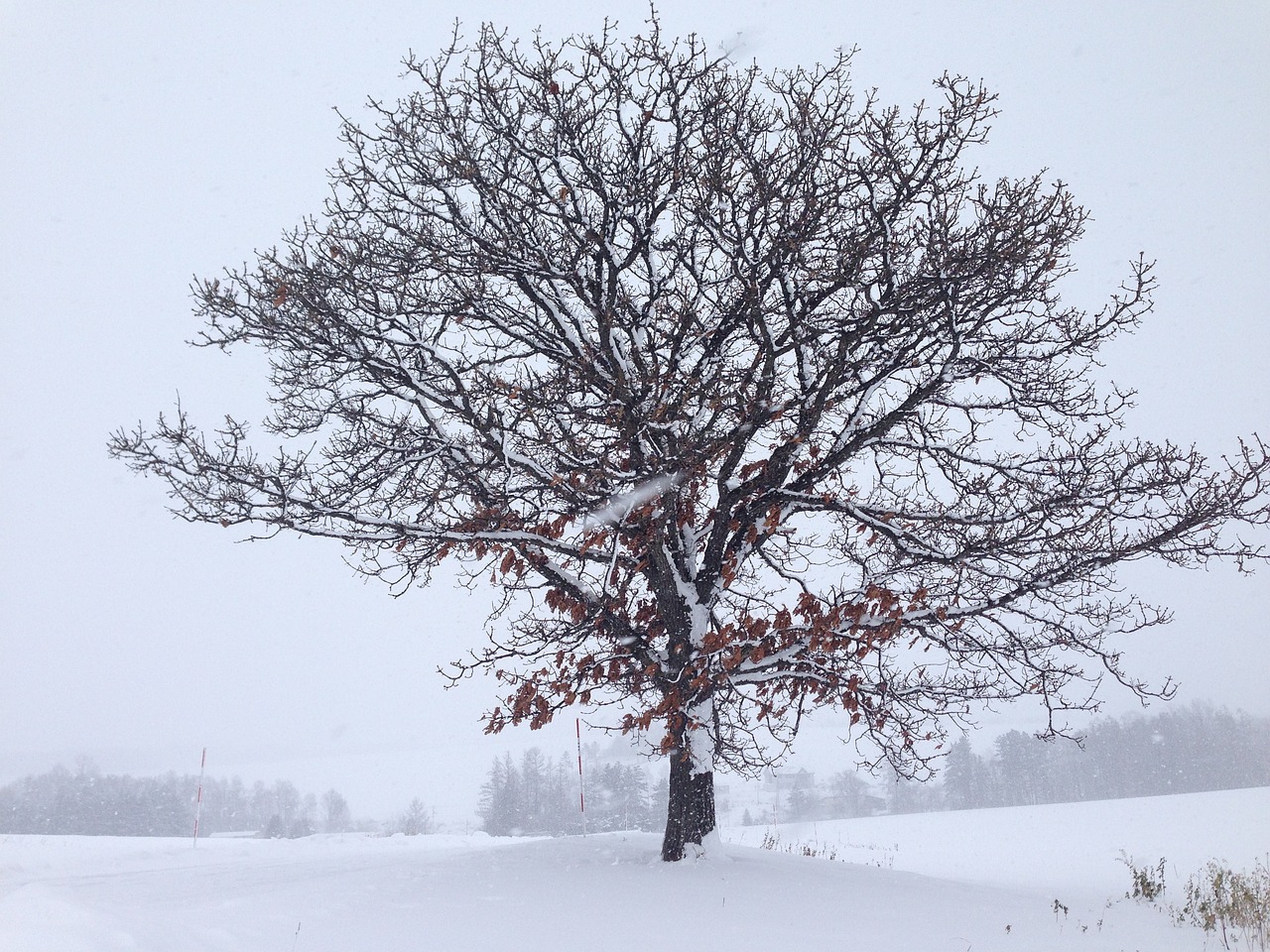 5 Days of Scenic Beauty in Furano