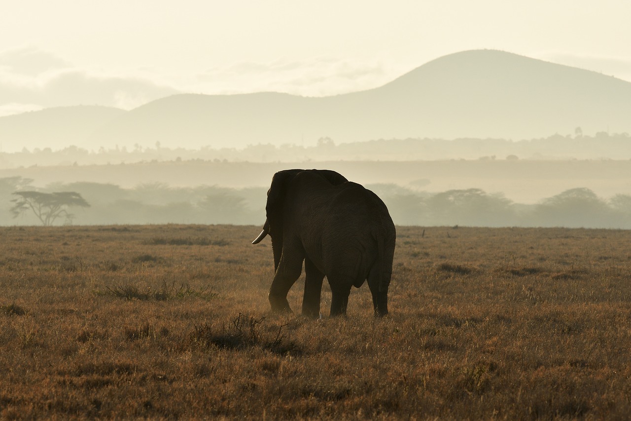 Kenya Adventure: 6 Days of Big Five Exploration