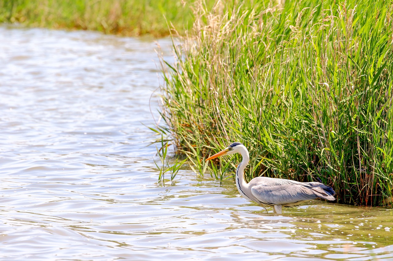 5-Day Ardea Adventure