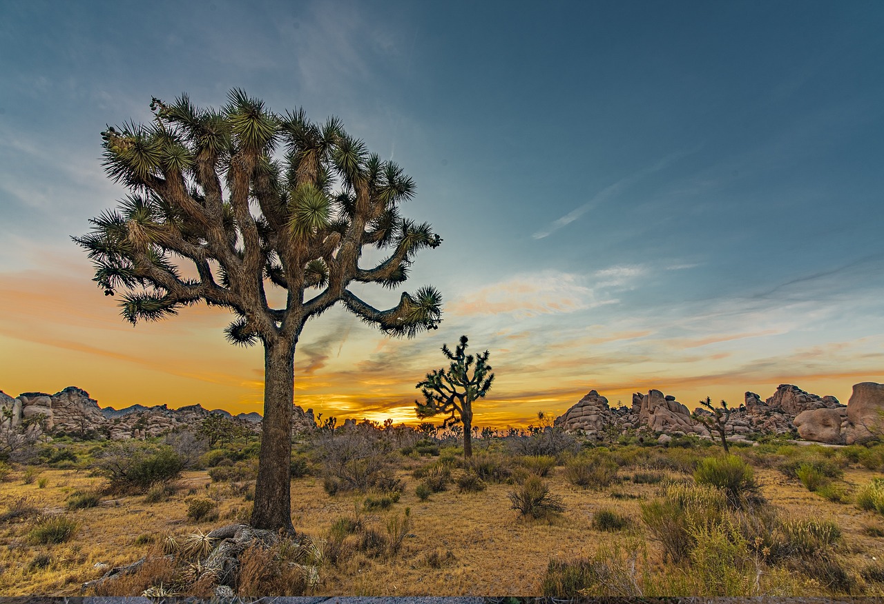 Exploring Joshua Tree and Highway 1 Adventure 5 days